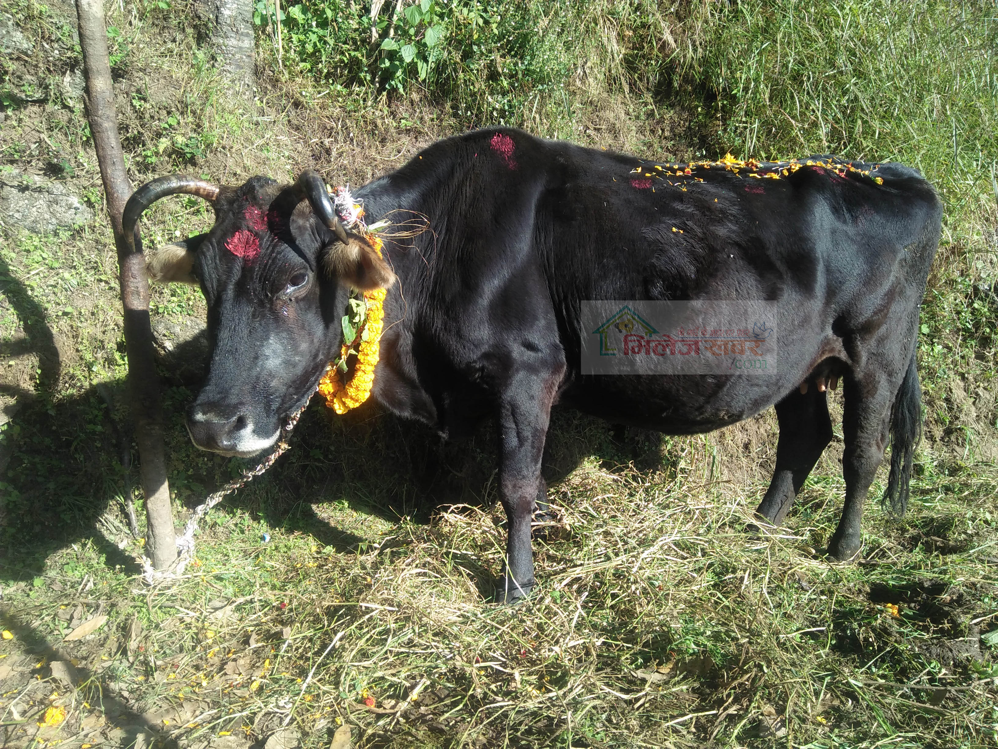 सोमबार लक्ष्मीको प्रतिक गाईको पूजा गरिँदै  